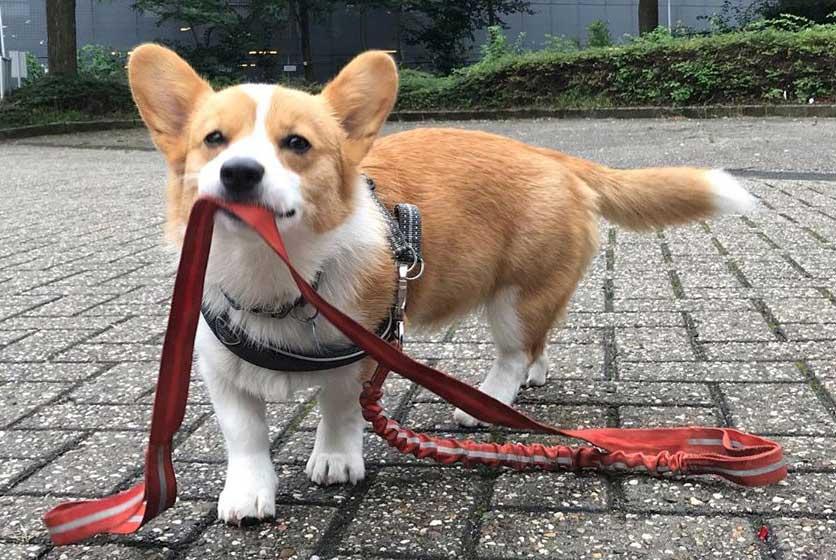 Nacho, the Corgy